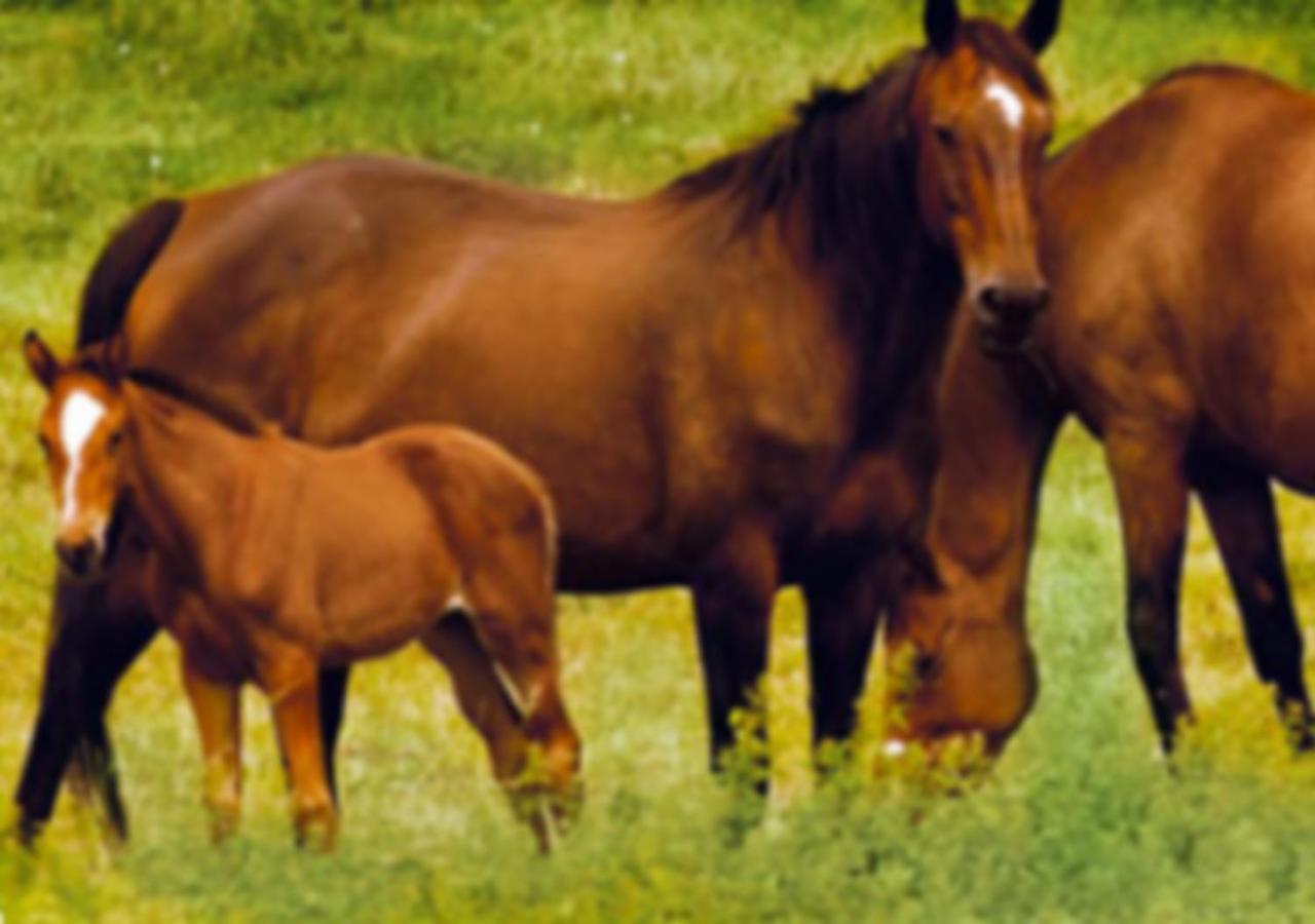 Gite Les Aubues Lormes Dış mekan fotoğraf